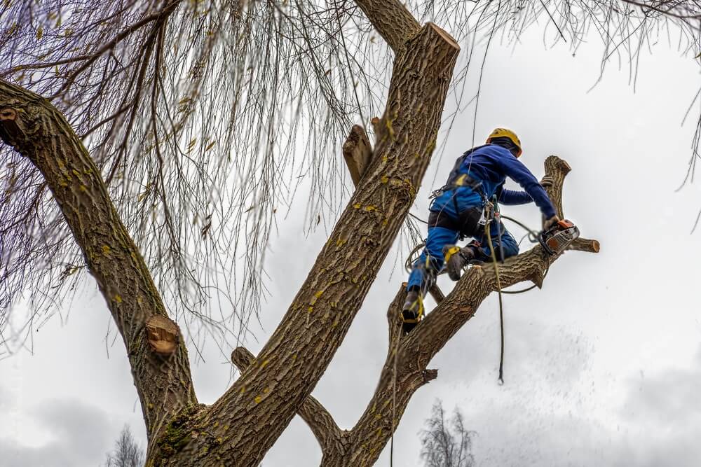 Élagage d’arbre Toulouse : le moment idéal pour le faire et pourquoi ?