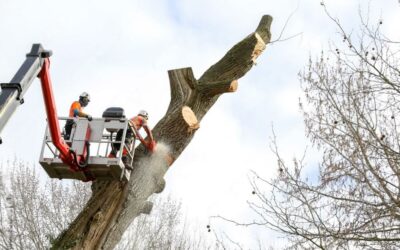 Quel est le prix d’abattage arbre à Toulouse et en Haute-Garonne ?