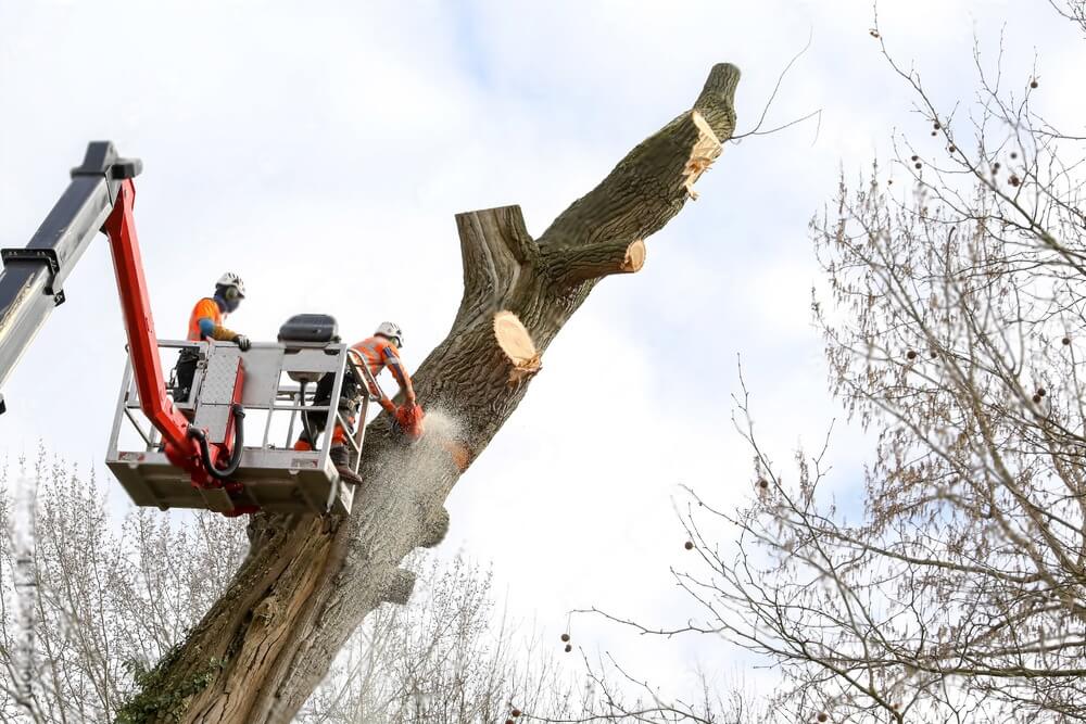 Quel est le prix d’abattage arbre à Toulouse et en Haute-Garonne ?