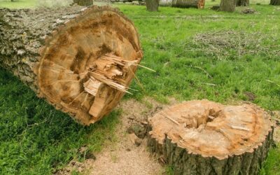 Quelles sont les différentes techniques d’abattage d’arbres ?