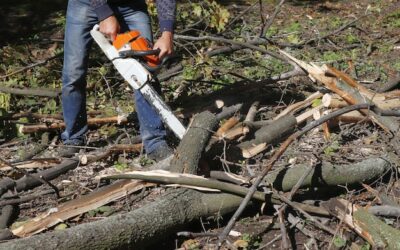 Abattage d’arbre réussi : quelles sont les étapes ?