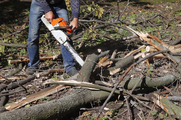 Abattage d’arbre réussi : quelles sont les étapes ?