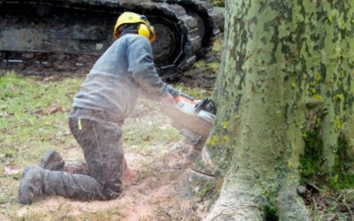 Les techniques essentielles pour un abattage d’arbre délicat et sans risque