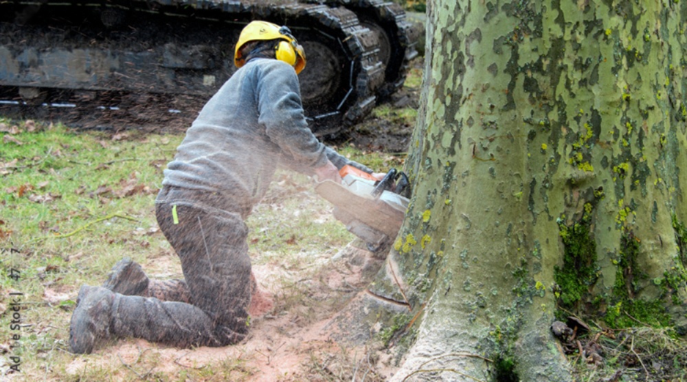 Les techniques essentielles pour un abattage d’arbre délicat et sans risque
