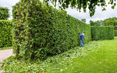 Taille de haie : quels sont les différents types de haies et comment les tailler ?