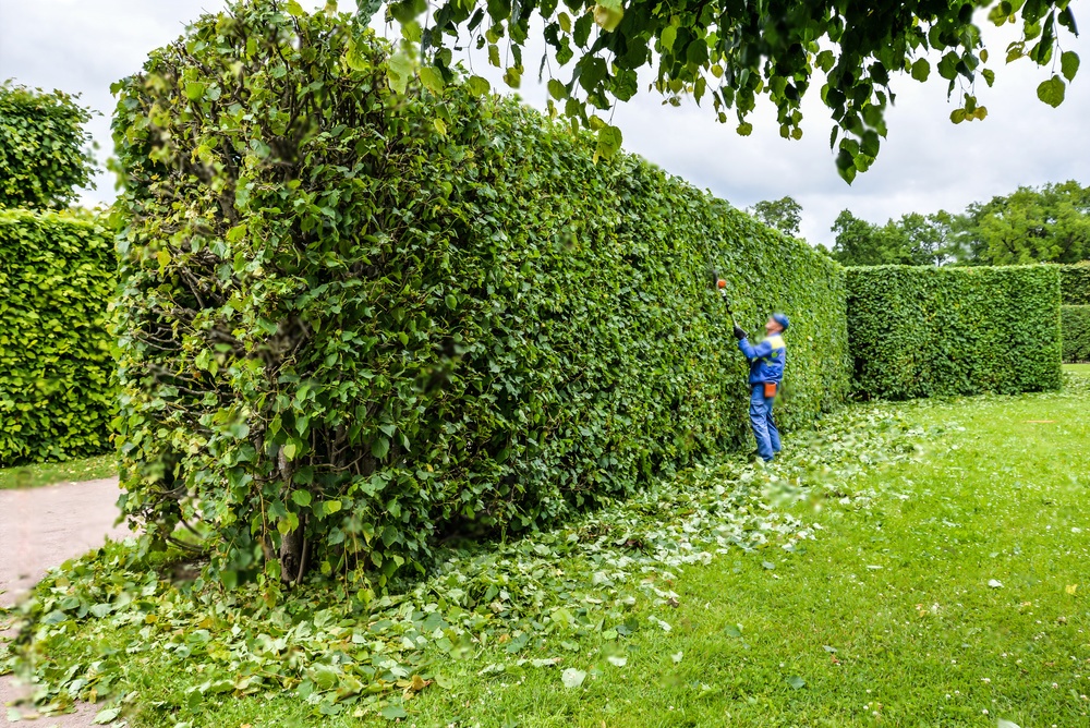 Taille de haie : quels sont les différents types de haies et comment les tailler ?