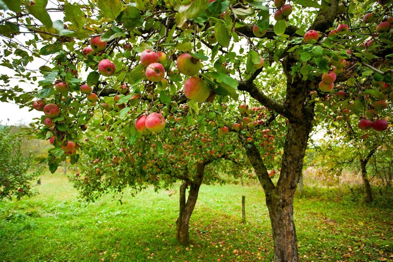 élagage des pommiers